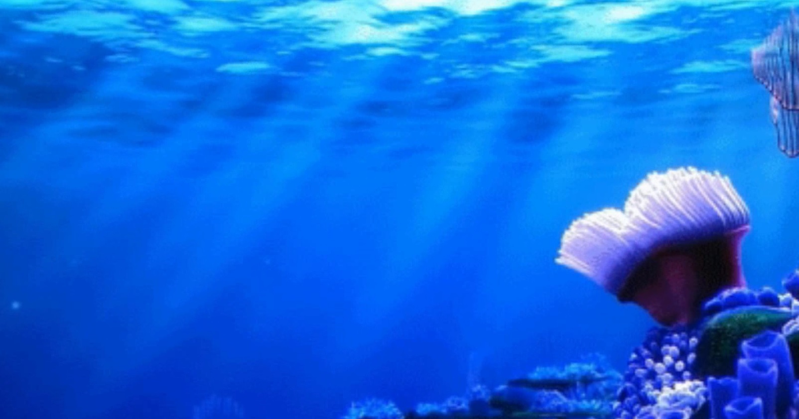 Fondo para video bajo un mar azul y calmado